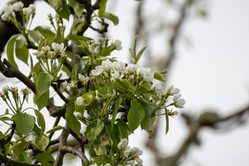 Organic farming in Netherlands, rows of blossoming pear trees on fruit orchards in Zeeland