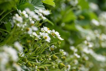 Dutch glass greenhouse, cultivation of strawberries, rows with growing strawberries plants