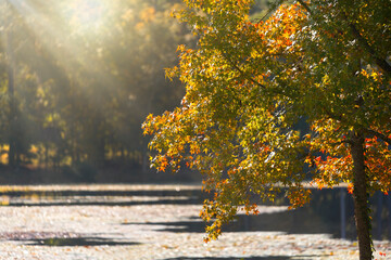 Autumn Colors and Sun Beam in Tallahassee, Florida