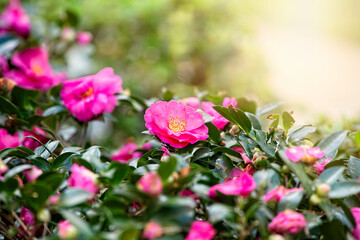 Blooming Pink Camellia Flowers on Bush