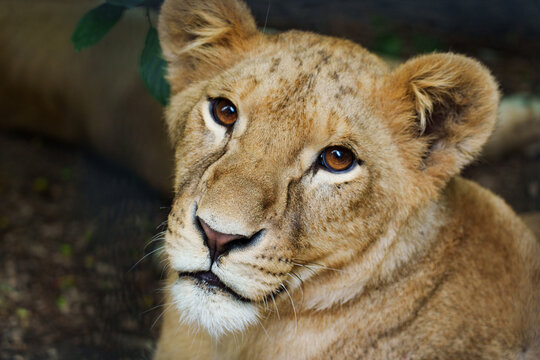 Close up portrait of a lioness