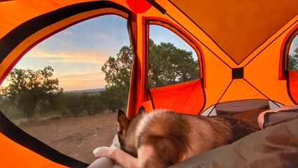 Husky sleeping in tent © ERIC