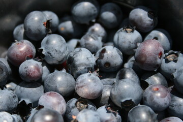 close-up of blueberries 
