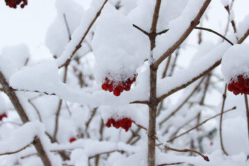 Viburnum berries are dusted with the first snow