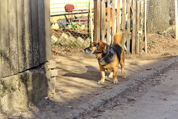 One brown small dog stands on a sidewalk and looks at something in the yard near wooden fence