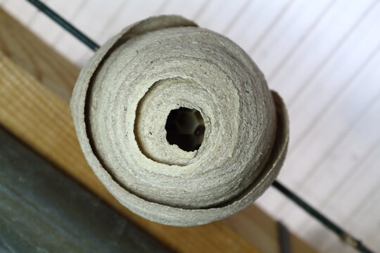 Nido avispa velutina.