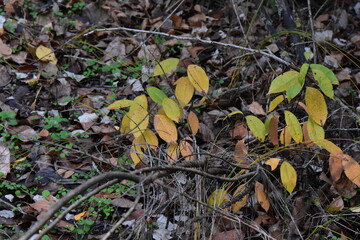 Autumn leaves on a tree in the forest. Selective focus.