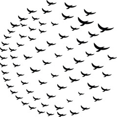 Bird silhouettes in the sky. Flying birds.