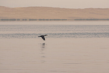 Paracas y Huacachina