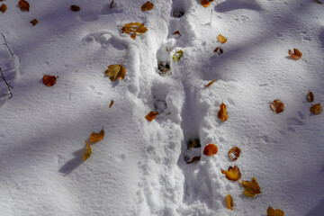 Animal print snow winter village landscape nature day daylight sun sunny outdoors wild nature animals
