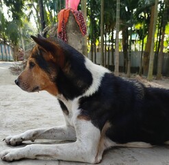 The Most Magical Beautiful Dog In The World