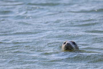 seal looking into camera out of the water