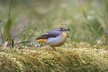 pliszka górska (Motacilla cinerea)