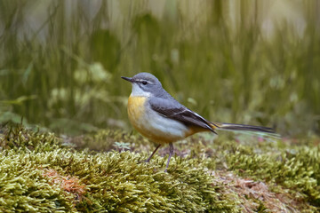 pliszka górska (Motacilla cinerea)