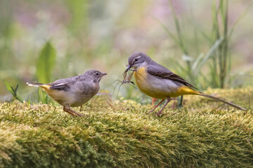 pliszka górska (Motacilla cinerea)