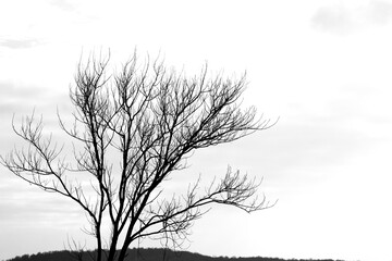 Tree silhouette on white sky background. Deciduous tree. Copy space, blank. No people