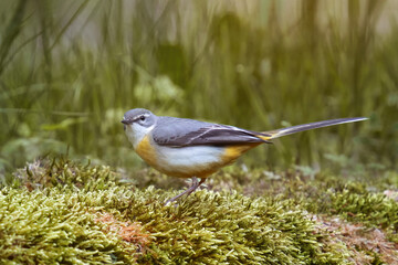 pliszka górska (Motacilla cinerea)