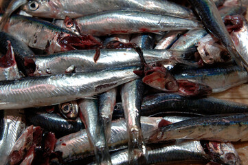 Obraz premium Alici di Menaica or Menaica’s anchovies are anchovies that are washed on board the fishing boat and whose heads are removed to clean them of blood and then put in salt in Pisciotta Cilento Campania IT