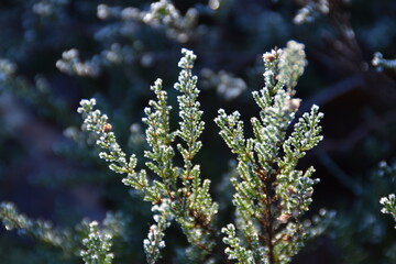 This plant in nature is covered with rime in sunny late autumn morning.