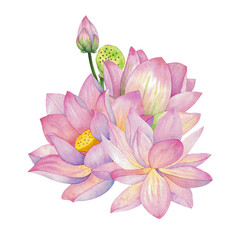 Pink lotus flower with bud and box. Isolated on background Watercolor illustration. Composition For design, decor and printing, souvenirs and postcards, typography
