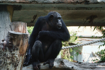 Chimpanzee Sitting Thoughtfully on a Wooden Log in Zoo Enclosure