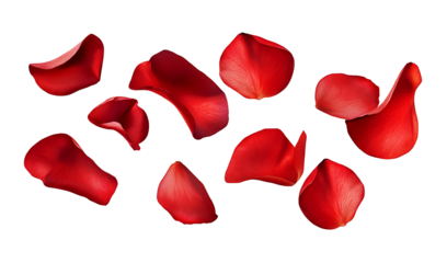 A falling or flying red rose flower petals isolated on a transparent background [PNG].


