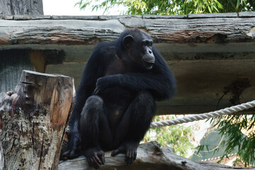 Chimpanzee Sitting Thoughtfully on a Wooden Log in Zoo Enclosure