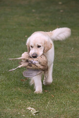 Chiot labrador et gibier