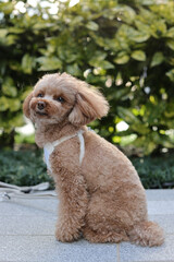 植物の前でお座りをするトイ・プードル