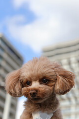 マンションの前にいるトイ・プードル