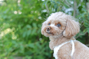 植物を背景にお座りするトイ・プードル
