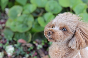 植物を背景にお座りするトイ・プードル