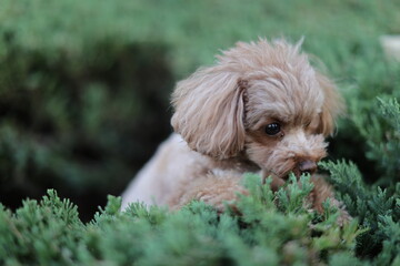 植物の匂いを嗅いでいるトイ・プードル