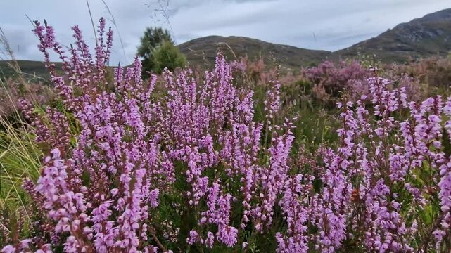 Beautiful heather Caluna vulgaris in  autumn wind in the Scottish Highlands