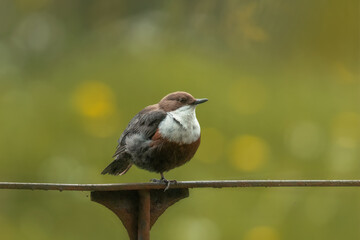 Pluszcz  (Cinclus cinclus)