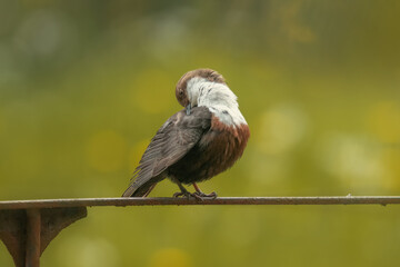 Pluszcz  (Cinclus cinclus)