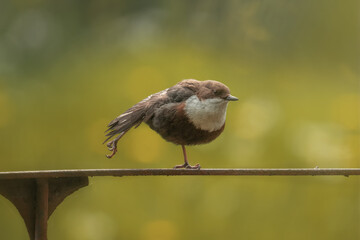 Pluszcz  (Cinclus cinclus)