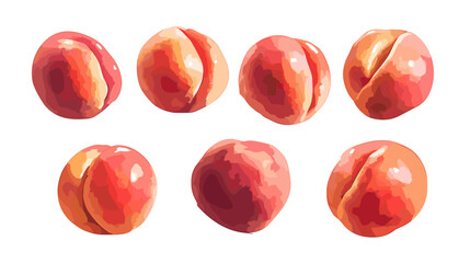 Vector watercolor style peach apricot Illustration clipart peaches apricots isolated on a white background