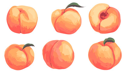 Vector watercolor style peach apricot Illustration clipart peaches apricots isolated on a white background
