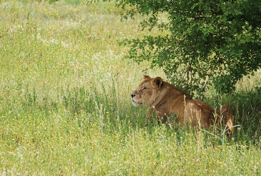 A lion waiting in the bushes