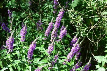 bright purple swamp flowers