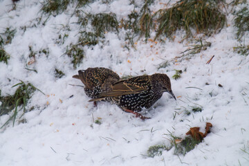a group of young starlings, sturnus vulgaris, sitting in the snow and eating food for birds