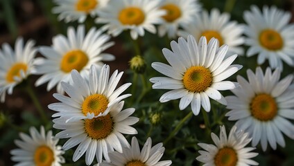 Obraz premium Daisies in bloom.