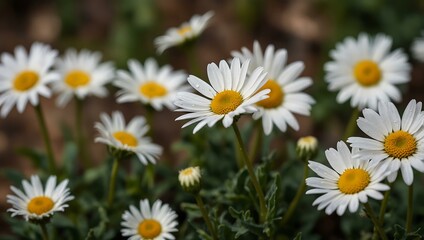 Daisies in bloom.