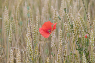 Coquelicots