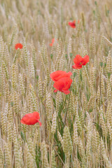 Obraz premium Coquelicots