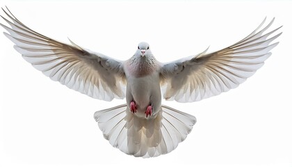 Obraz premium Flying white doveon isolated white backgroud 