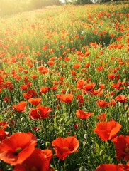 Fototapeta premium Warm sunlight filters through the vibrant red poppies in a lush summer meadow, flowers in bloom, wildflowers, sunlit field, countryside landscape