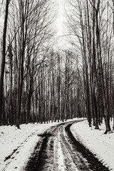 Landscapes - Forest - Europe, Romania, Suceava region 