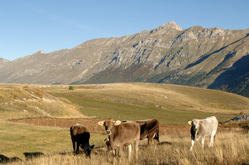 Gran Sasso National Park. the large meadows of Campo Imperatore with the large horn of the Gran Sasso